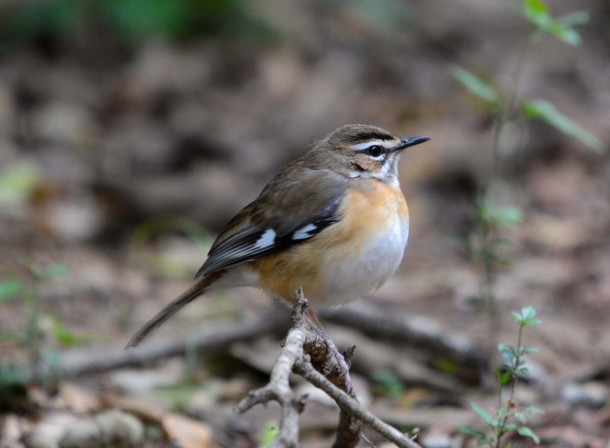 Bearded Scrub-Robin - ML643536284