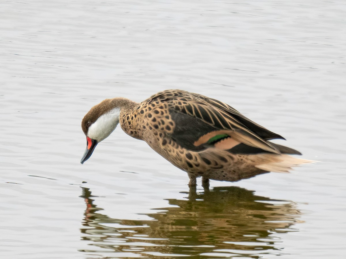 White-cheeked Pintail - ML643536285