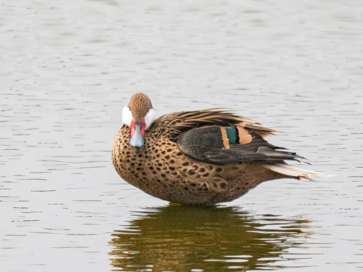 White-cheeked Pintail - ML643536286