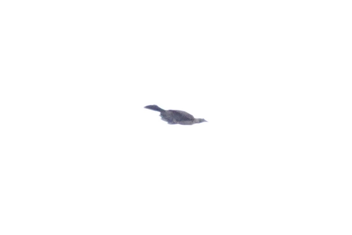 Helmeted Friarbird - ML643536287