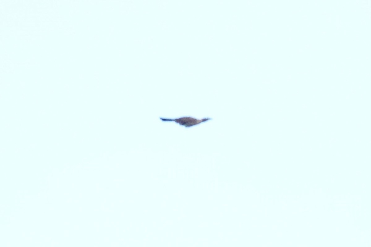 Helmeted Friarbird - ML643536288