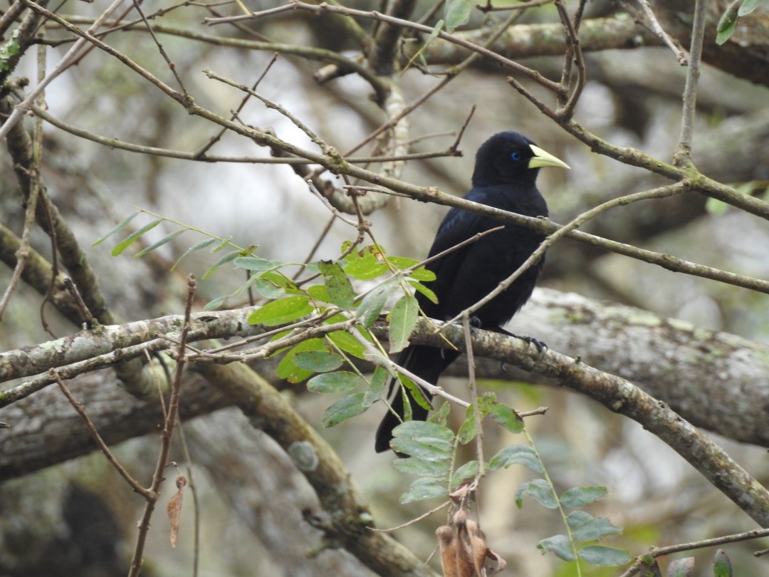 Red-rumped Cacique - ML643536291