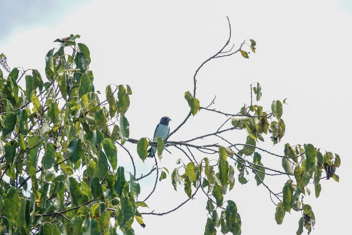 White-breasted Woodswallow - ML643536293