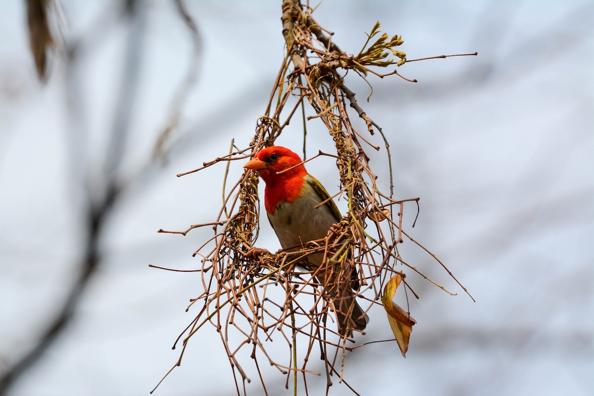 Red-headed Weaver - ML643536295