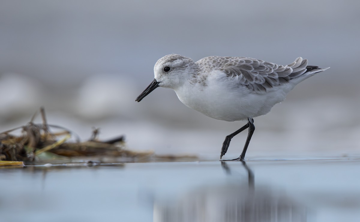 jespák písečný - ML643536330