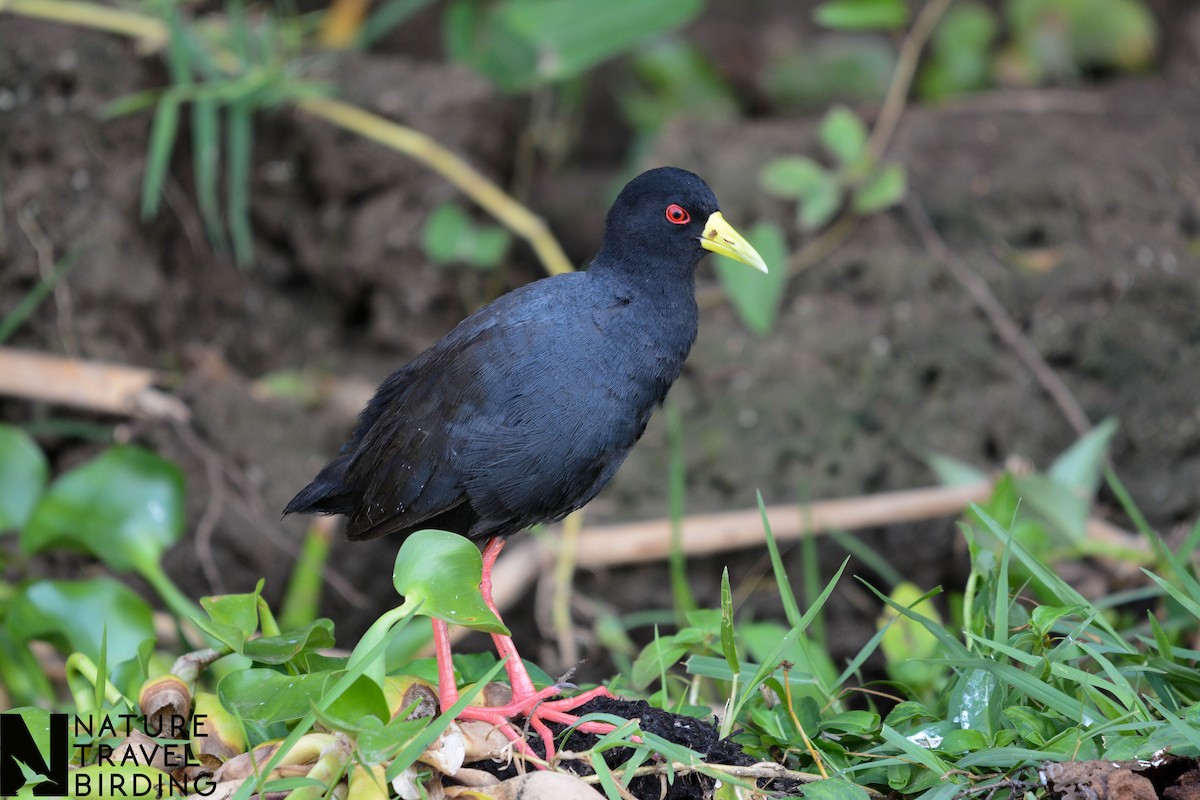 Black Crake - ML643536343