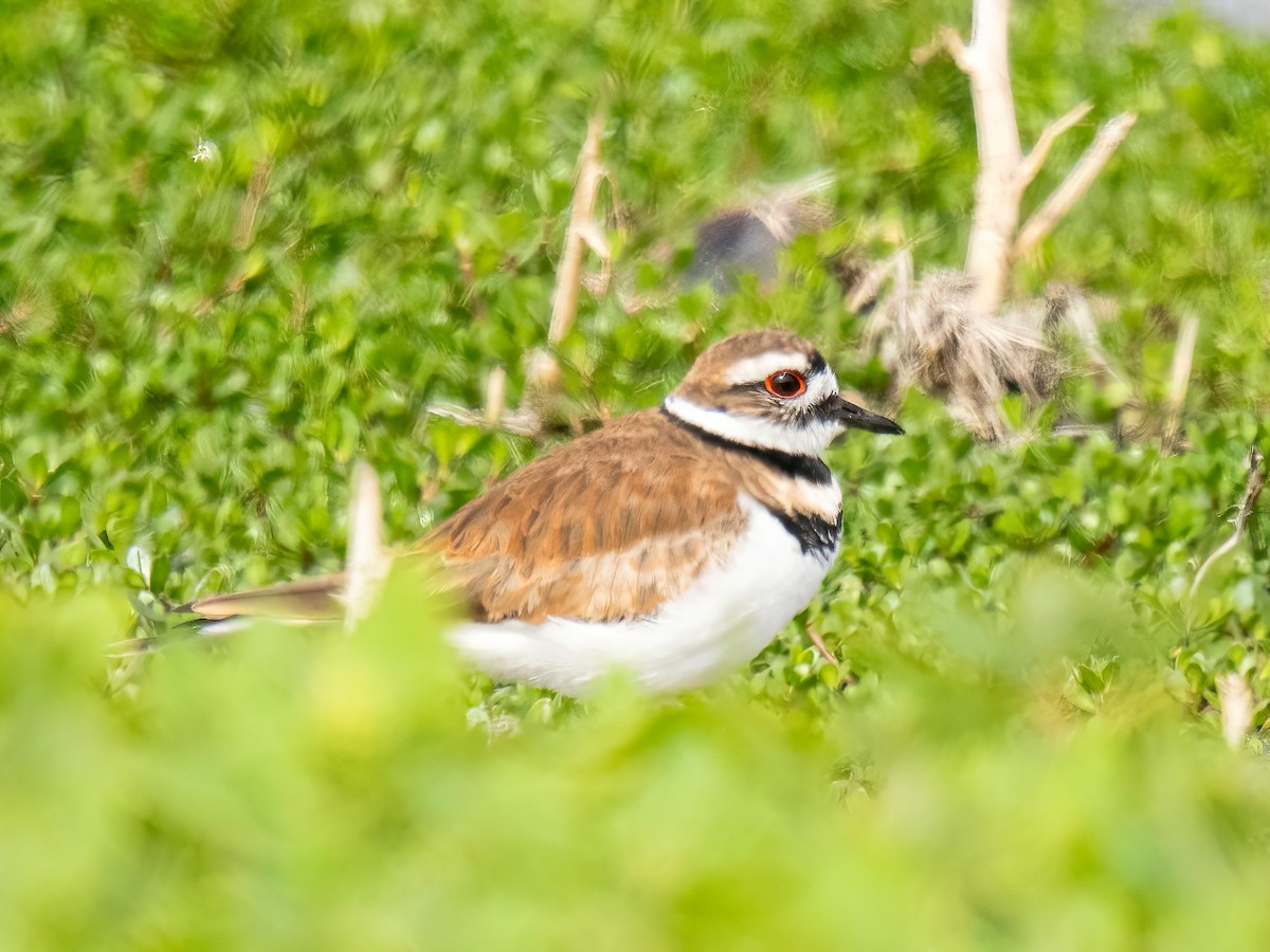 Killdeer - ML643536346