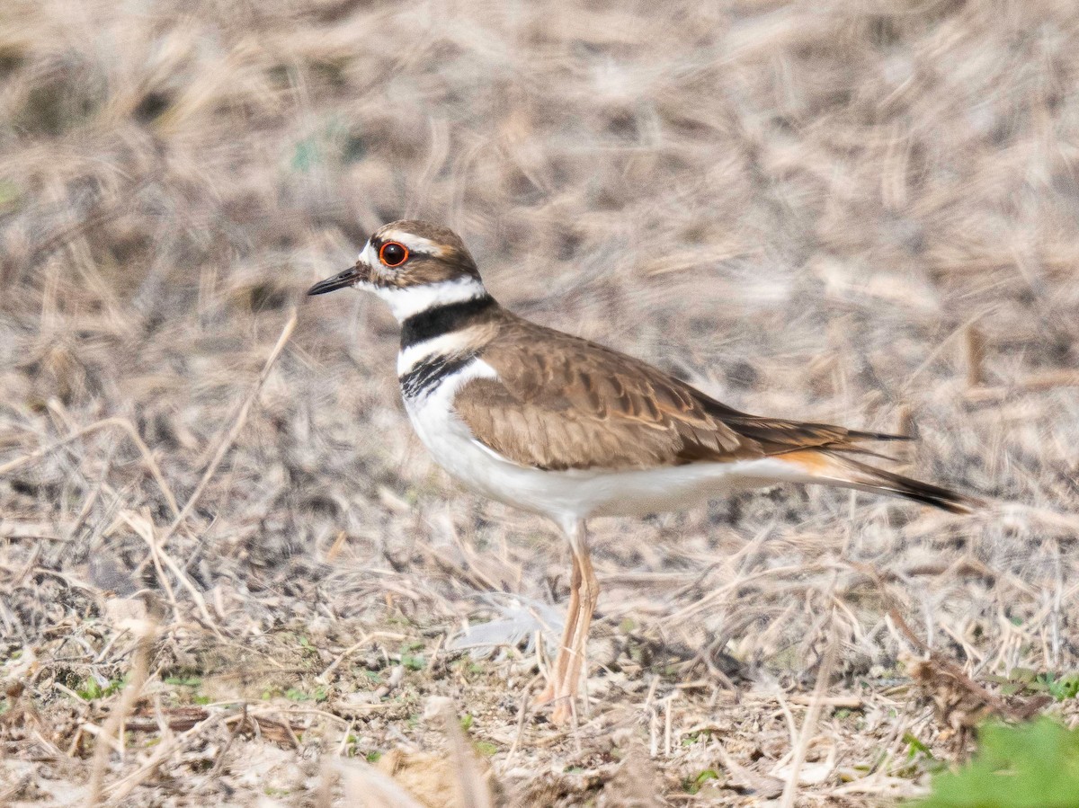 Killdeer - ML643536347