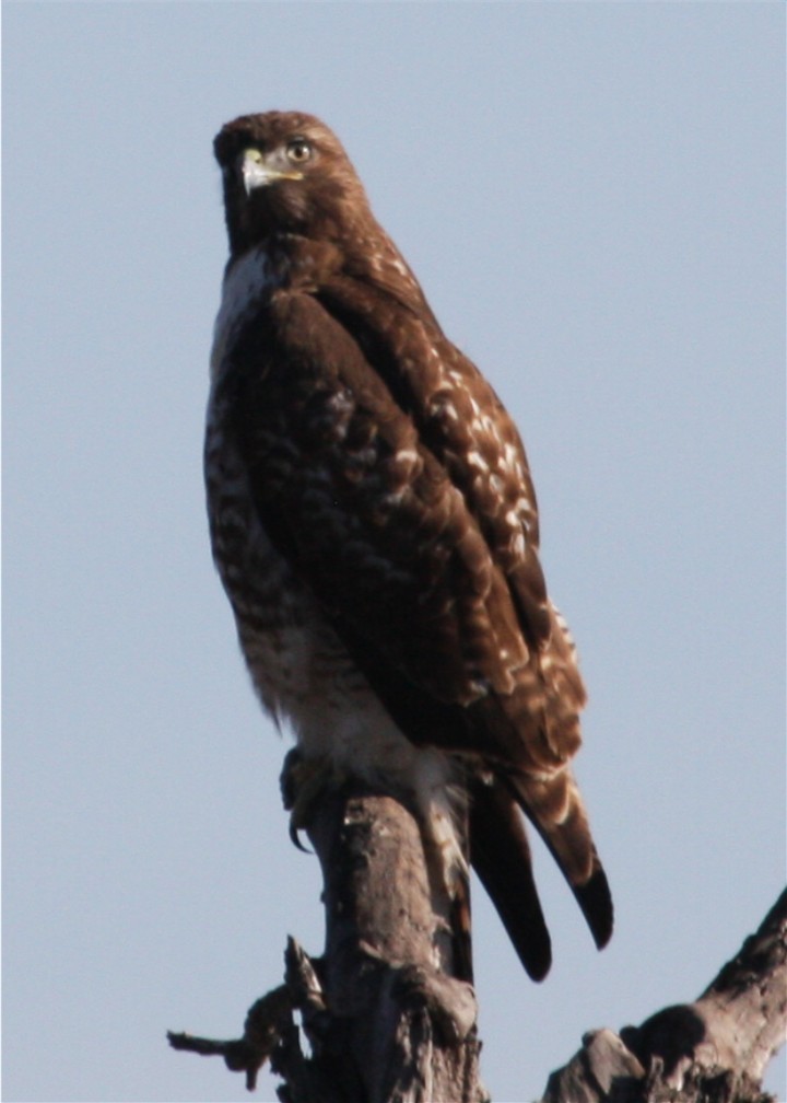 Red-tailed Hawk - ML643536349