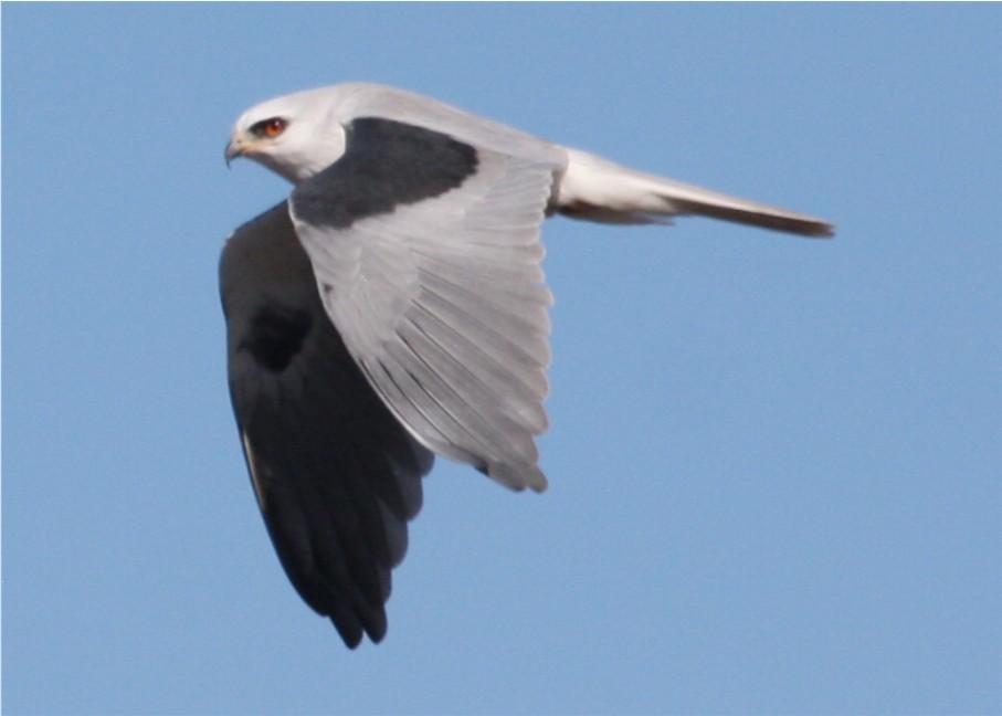 White-tailed Kite - ML643536353