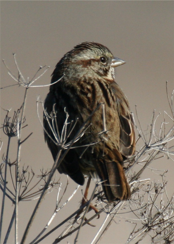 Song Sparrow - ML643536362