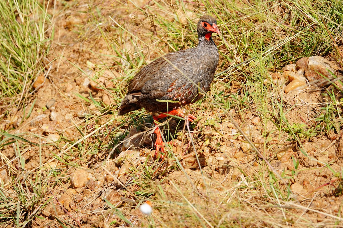 Francolin à gorge rouge - ML643536372