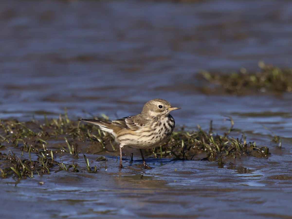 American Pipit - ML643536378