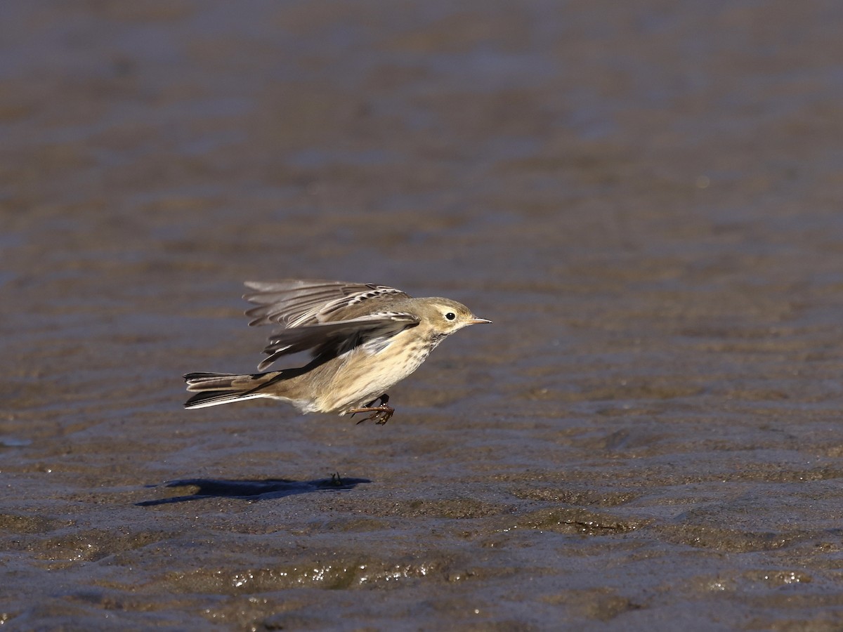 American Pipit - ML643536381