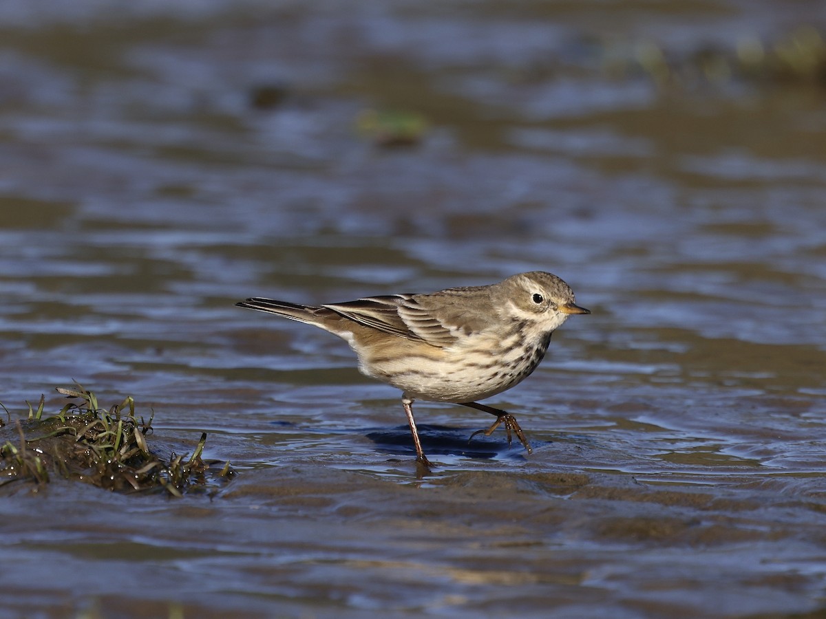American Pipit - ML643536383
