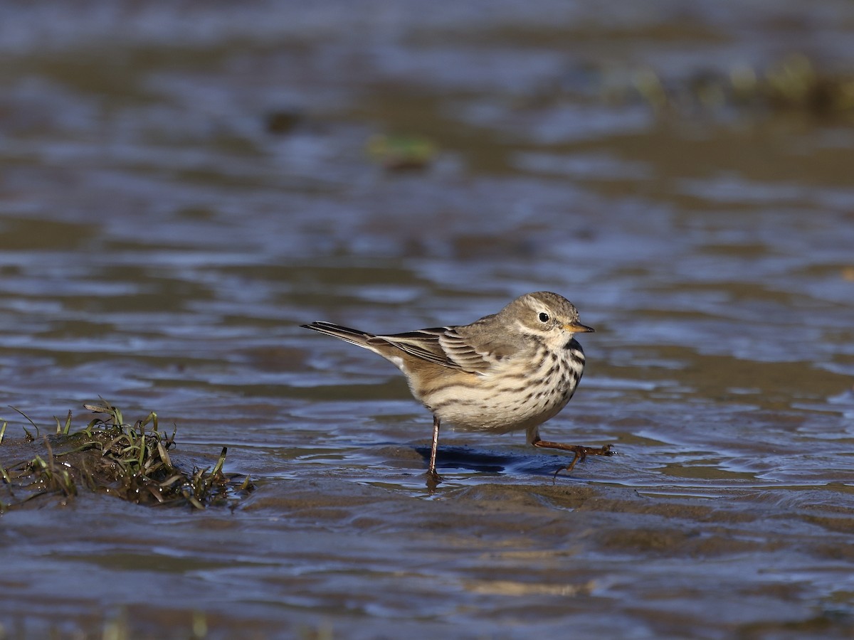 American Pipit - ML643536386