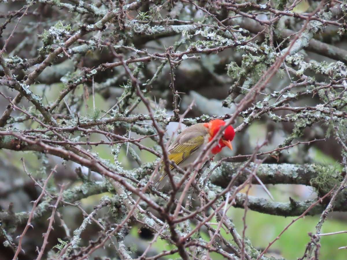 Red-headed Weaver - ML643536398