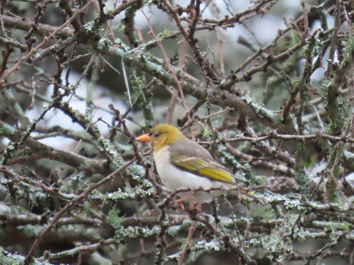 Red-headed Weaver - ML643536399