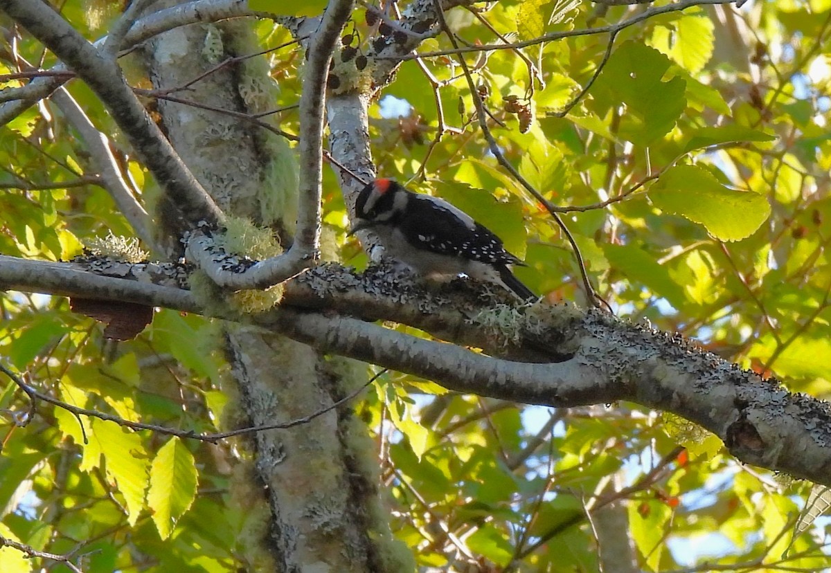 Downy Woodpecker (Pacific) - ML643536400