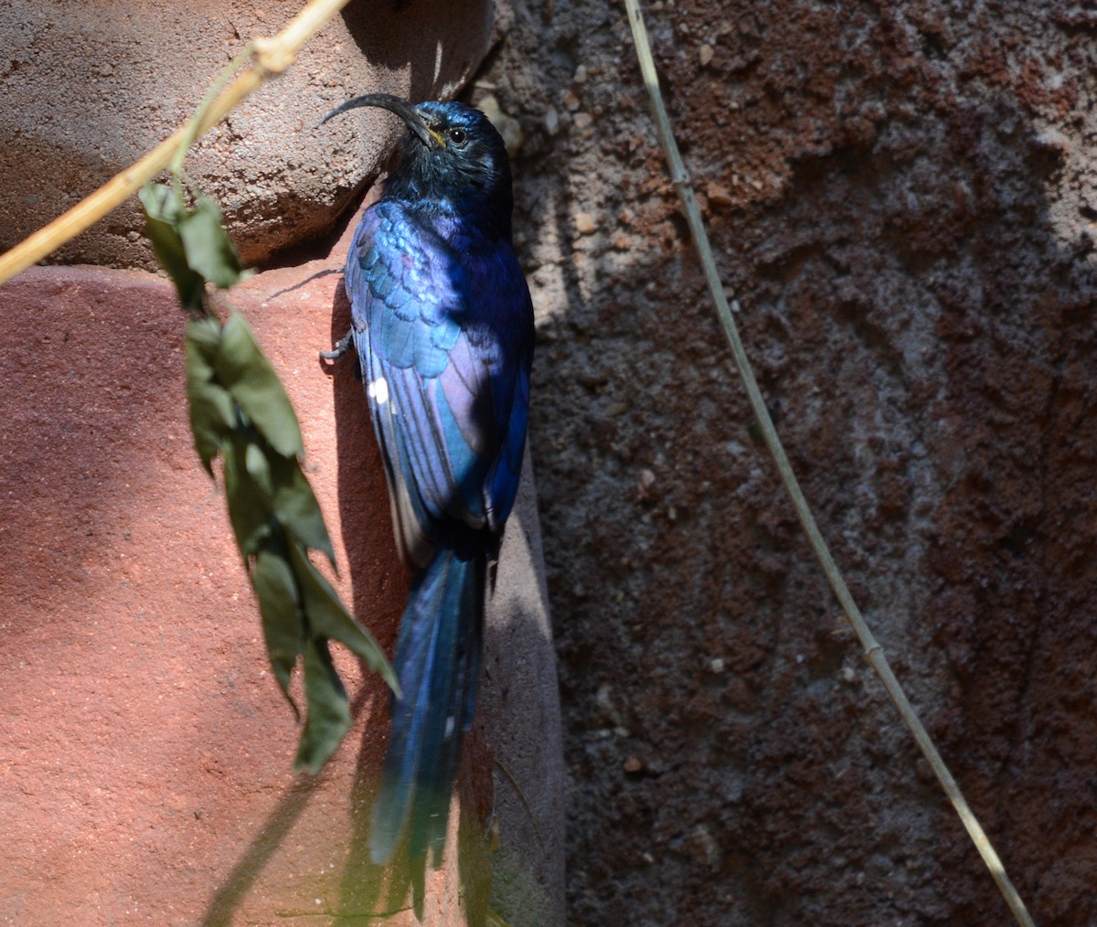 Common Scimitarbill - ML643536407