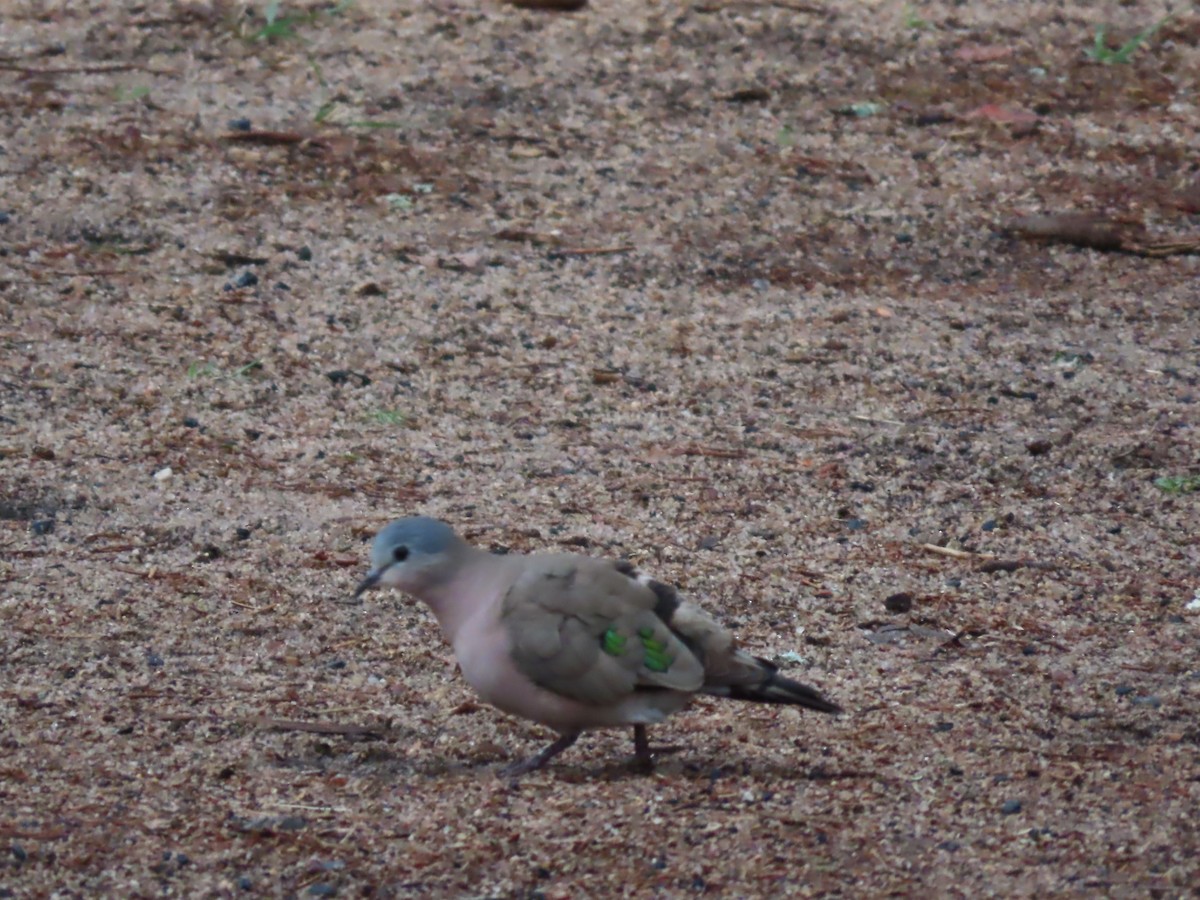 Emerald-spotted Wood-Dove - ML643536413