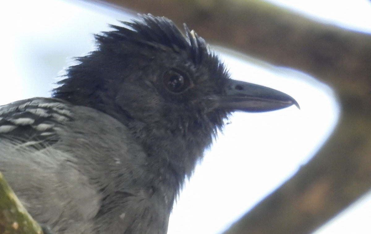 Blackish-gray Antshrike - ML643536414