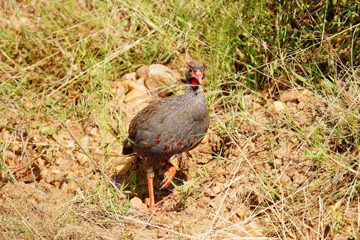 Francolin à gorge rouge - ML643536417