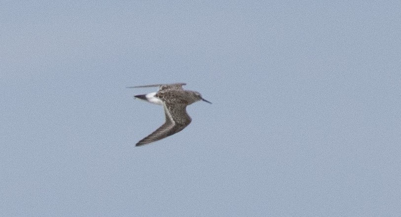 jespák tundrový - ML643536418