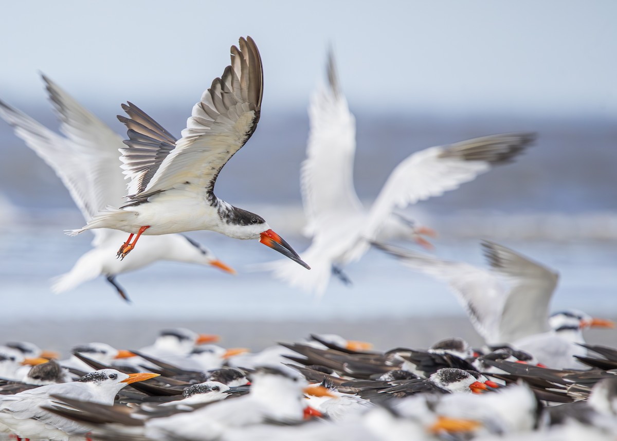 zoboun americký - ML643536423