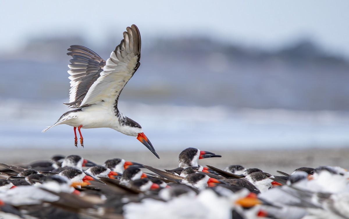 zoboun americký - ML643536424