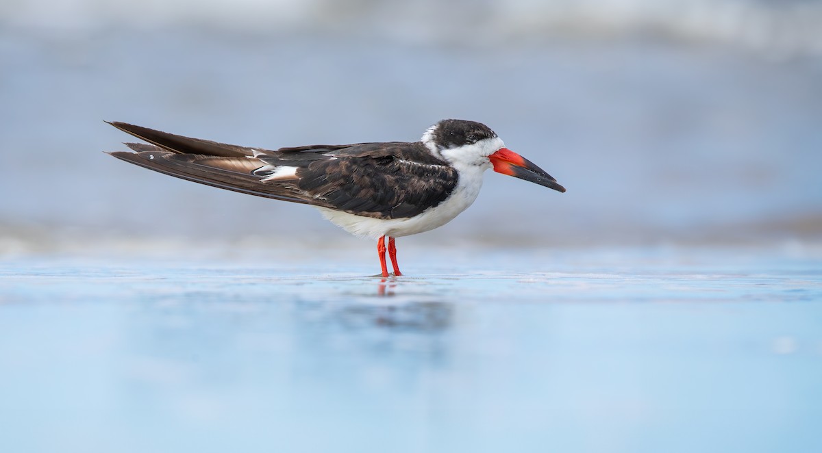 zoboun americký - ML643536429