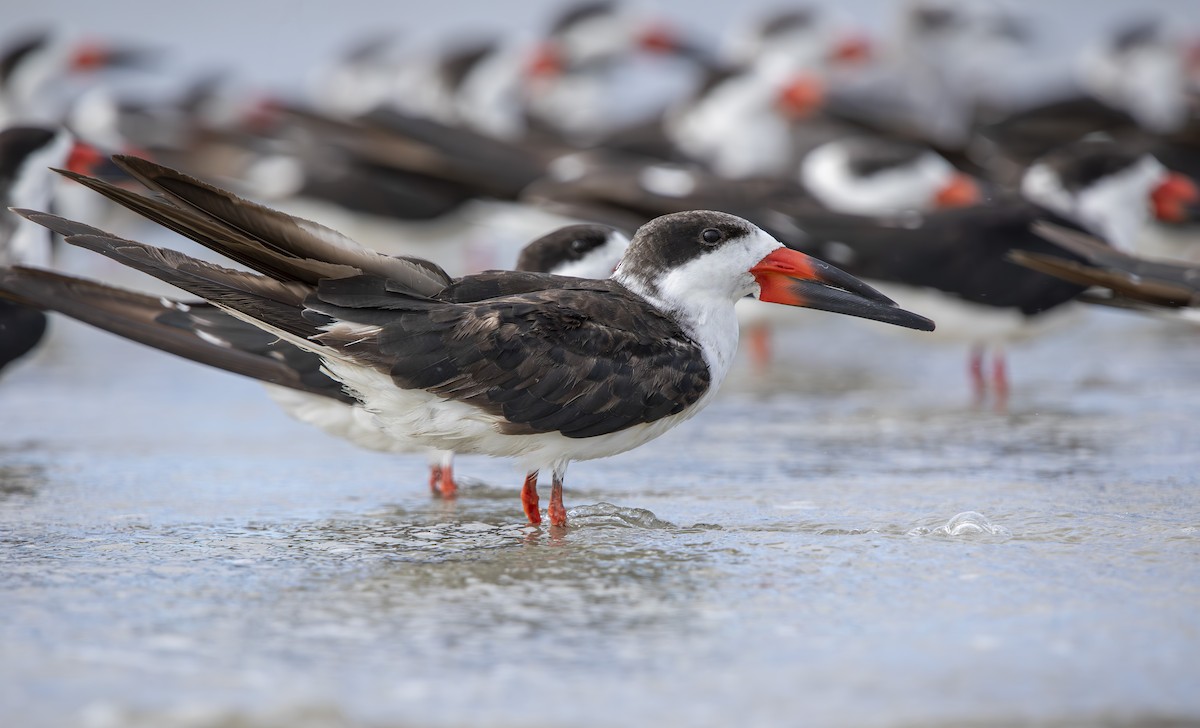 zoboun americký - ML643536430