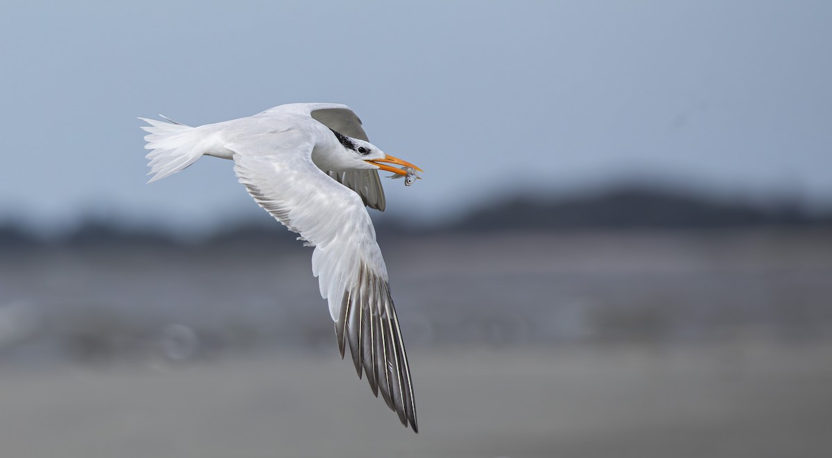 rybák královský - ML643536434