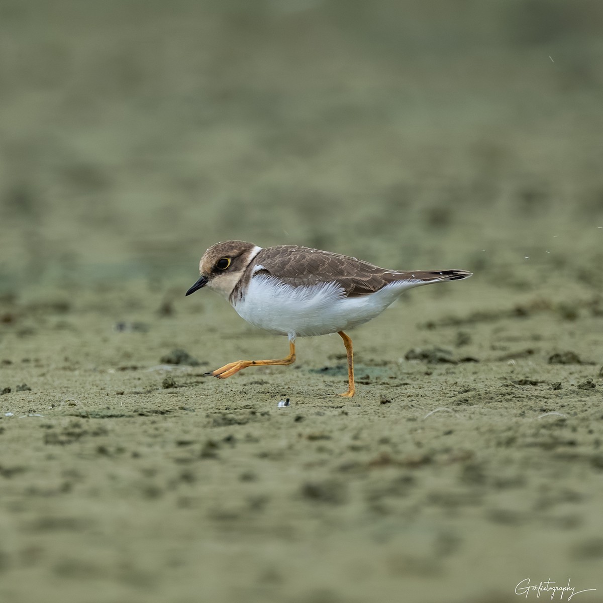 Little Ringed Plover - ML643536439
