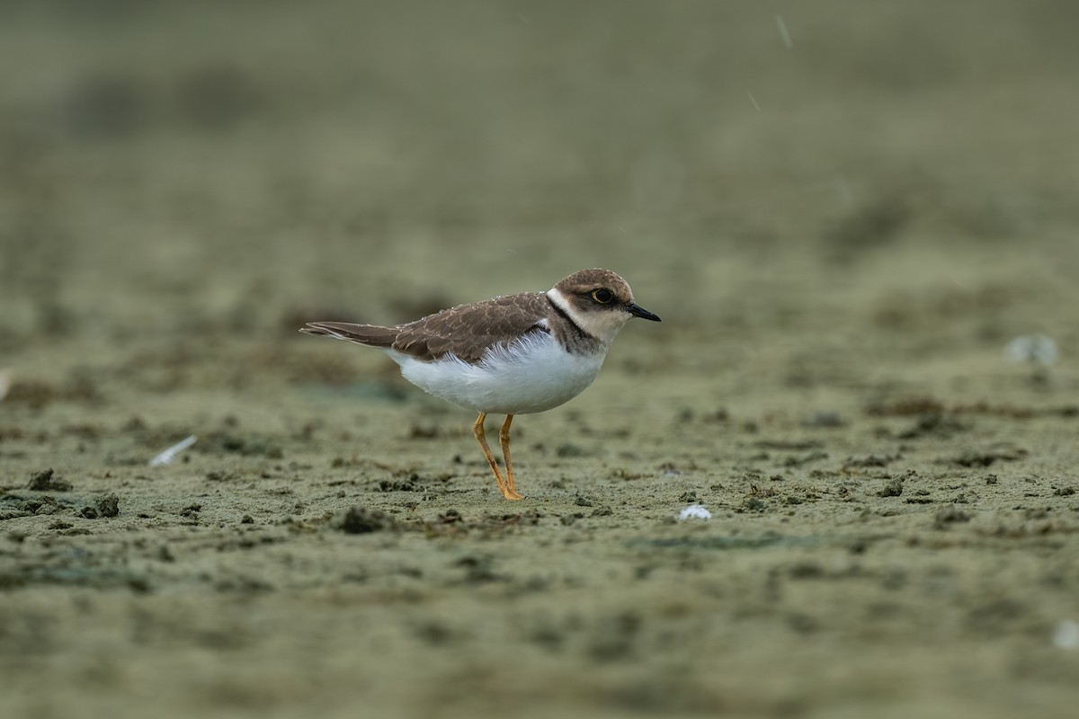 Little Ringed Plover - ML643536440