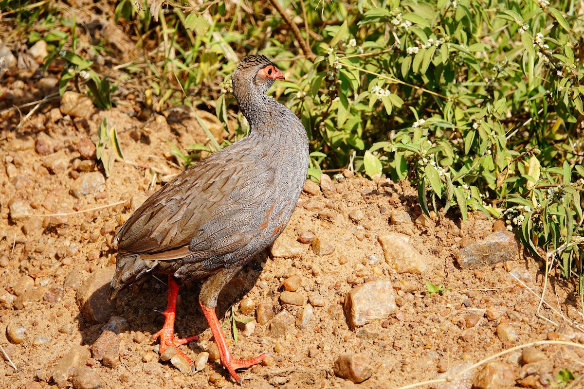 Francolin à gorge rouge - ML643536446