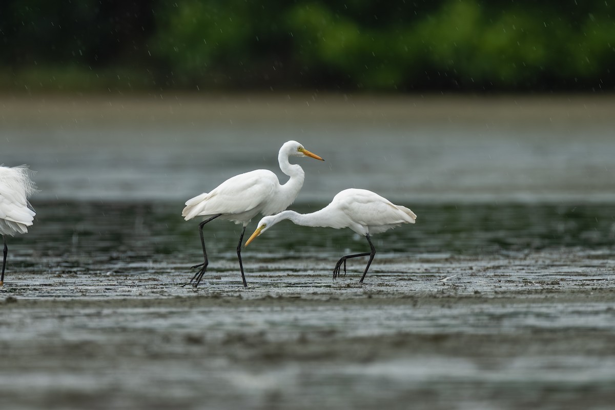 Medium Egret - ML643536451