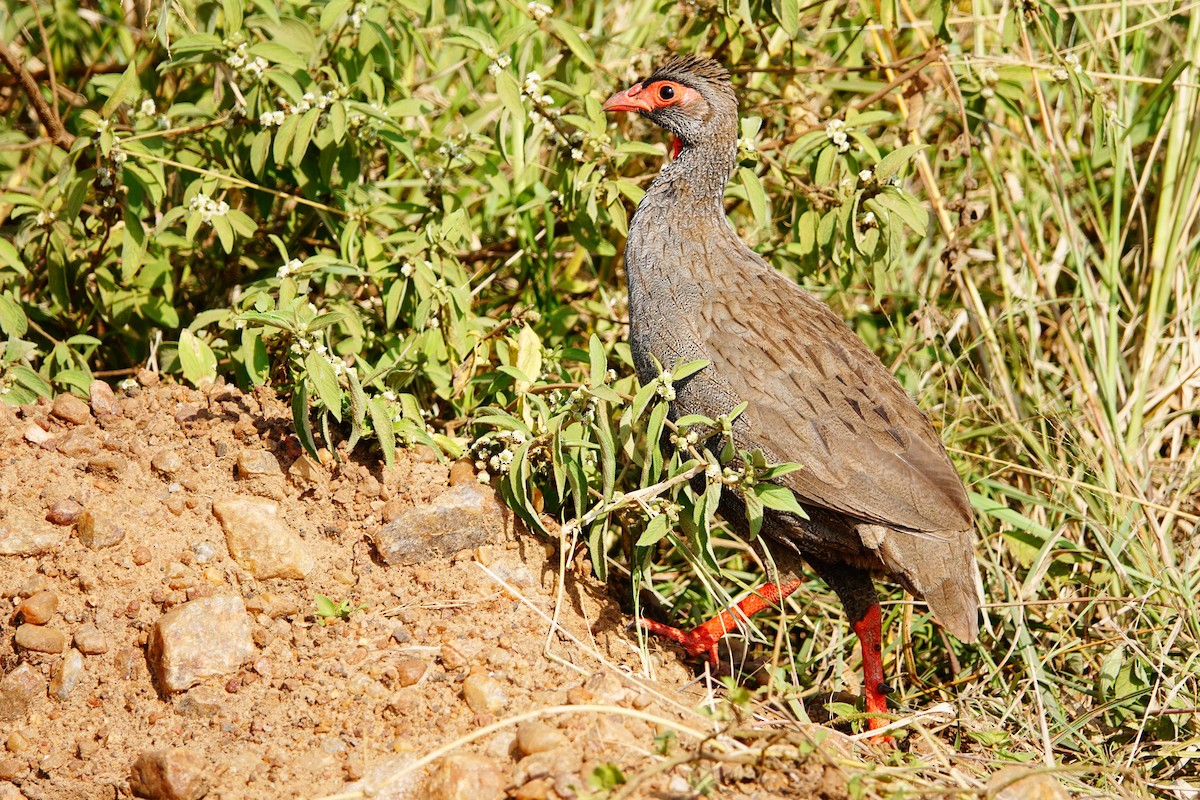 Francolin à gorge rouge - ML643536472