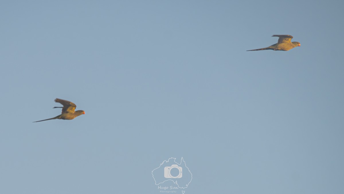 Regent Parrot - ML643536481