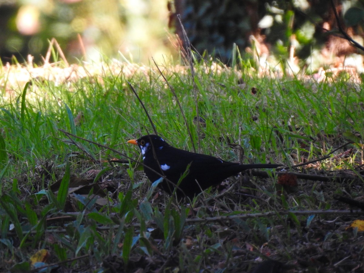 Eurasian Blackbird - ML643536485
