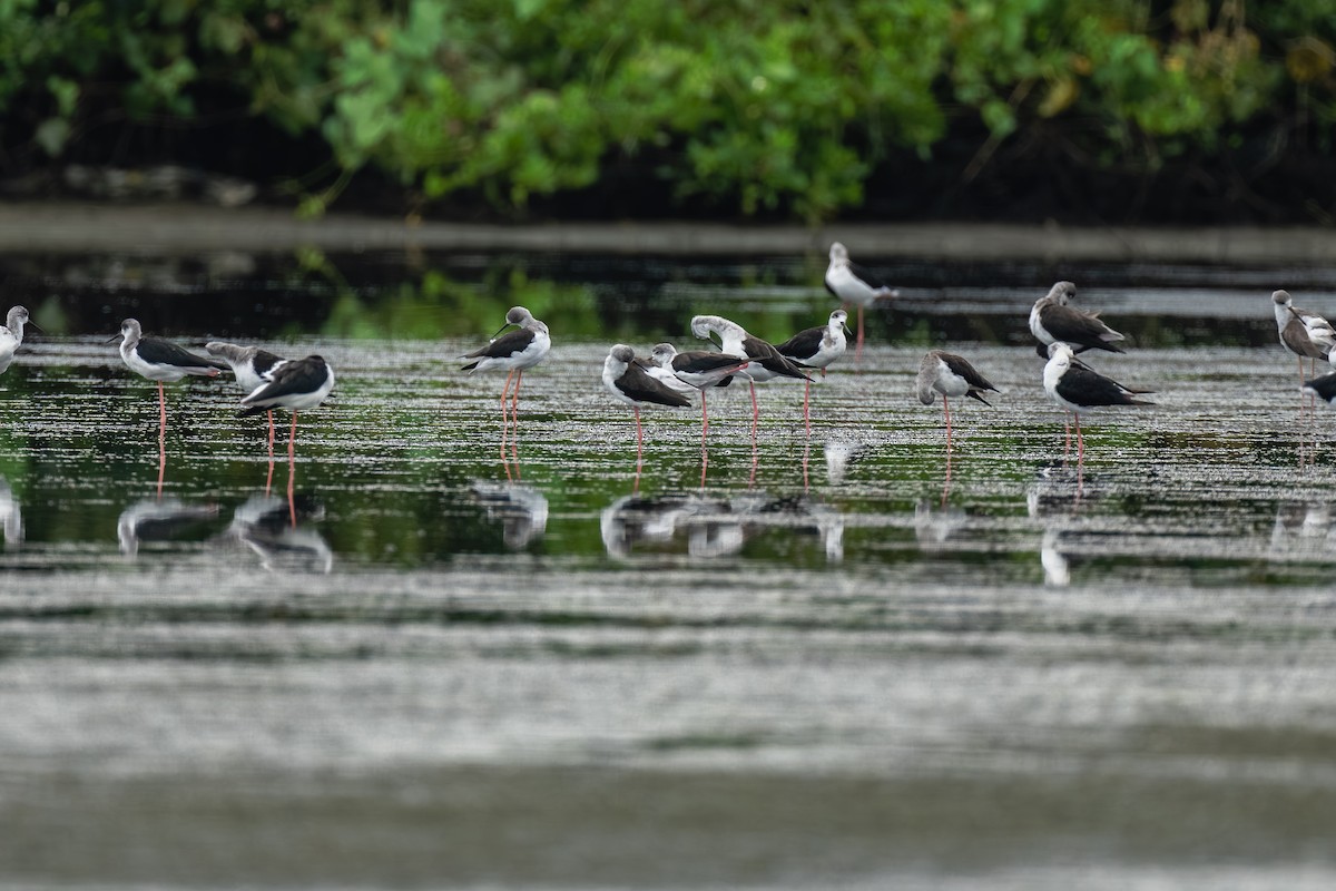 Black-winged Stilt - ML643536490