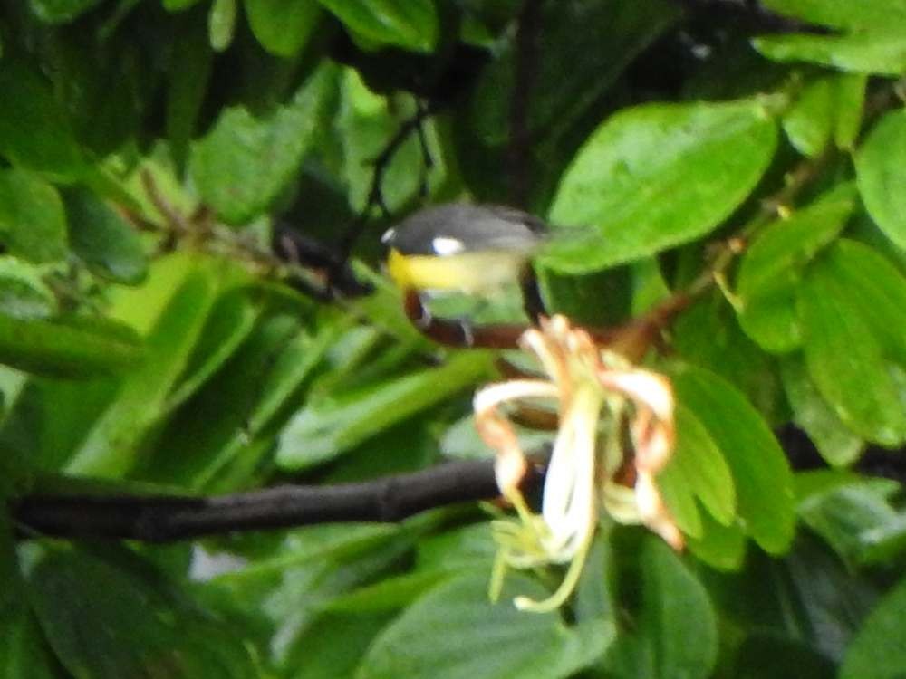 Bananaquit - ML643536491