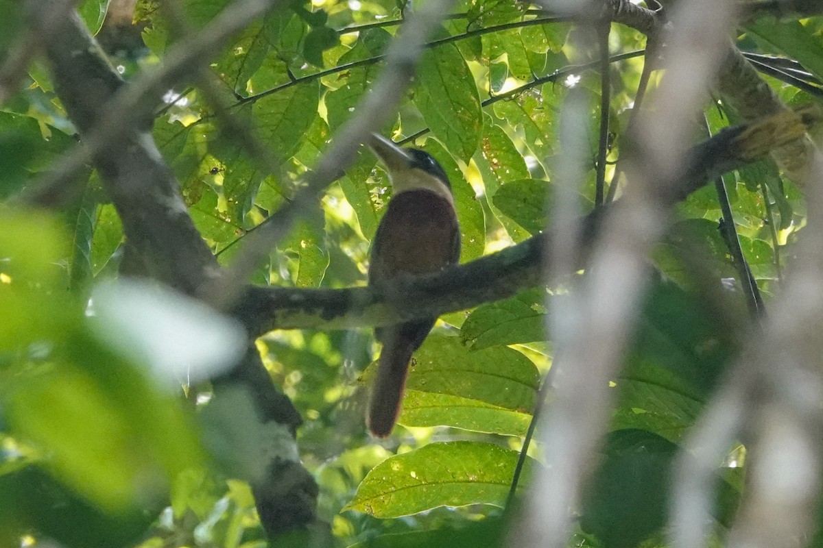 Rufous-bellied Kookaburra - ML643536492