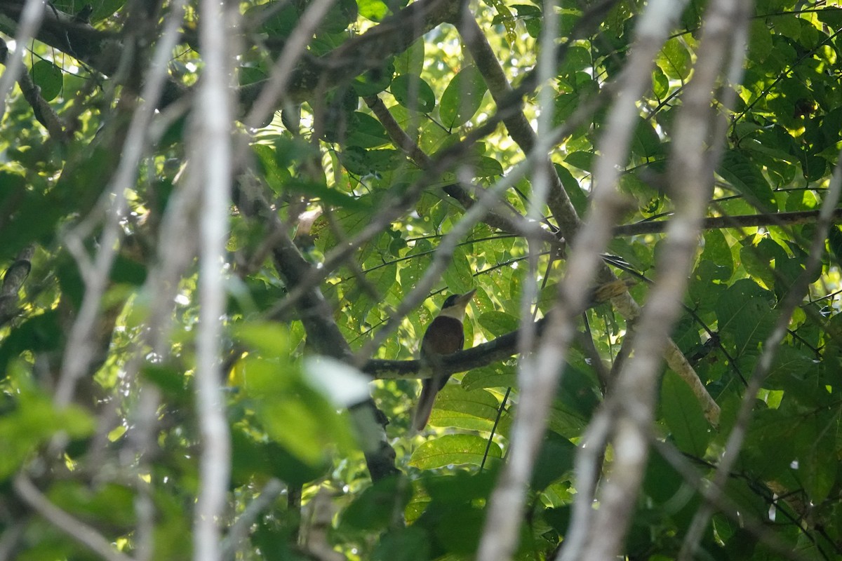Rufous-bellied Kookaburra - ML643536493