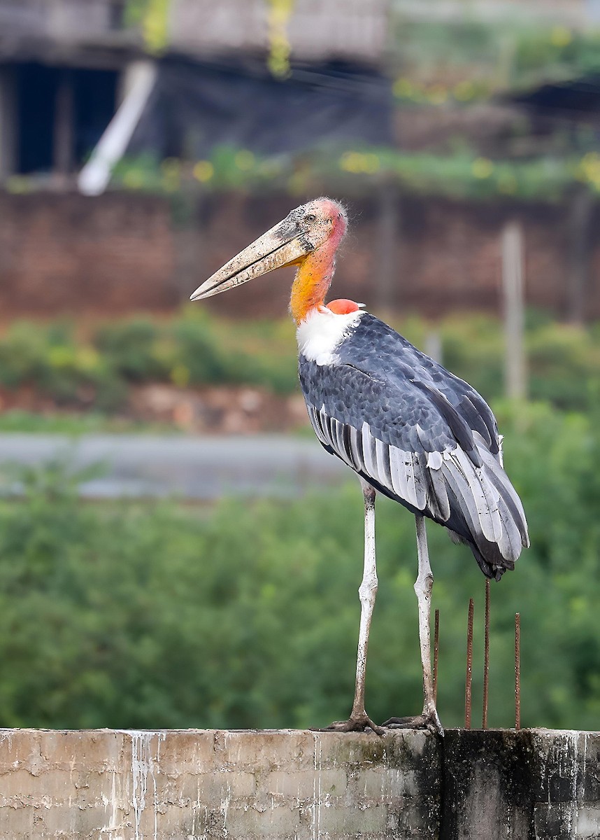 Greater Adjutant - ML643536495