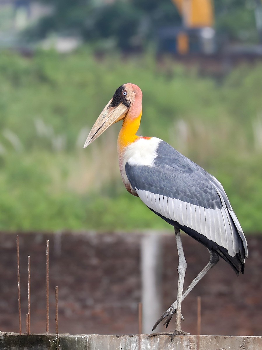 Greater Adjutant - ML643536496