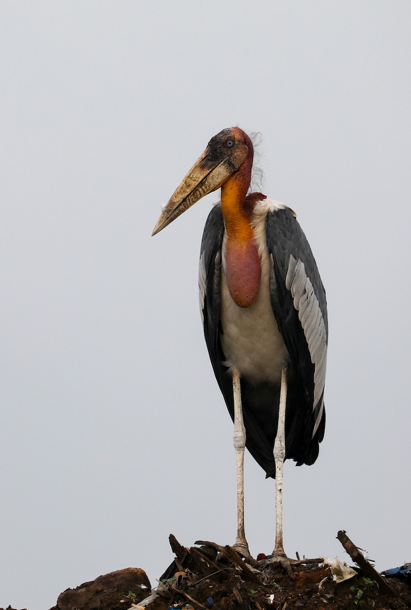 Greater Adjutant - ML643536497