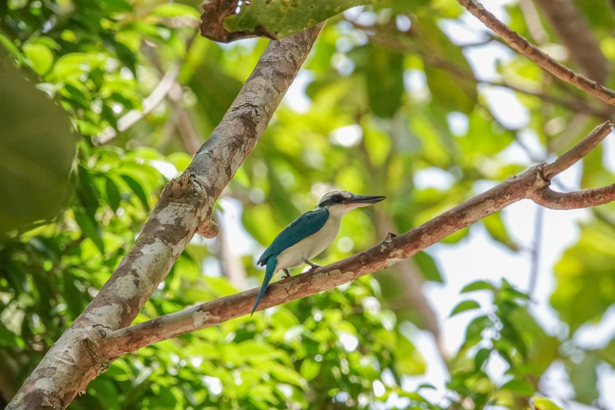 Beach Kingfisher - ML643536499