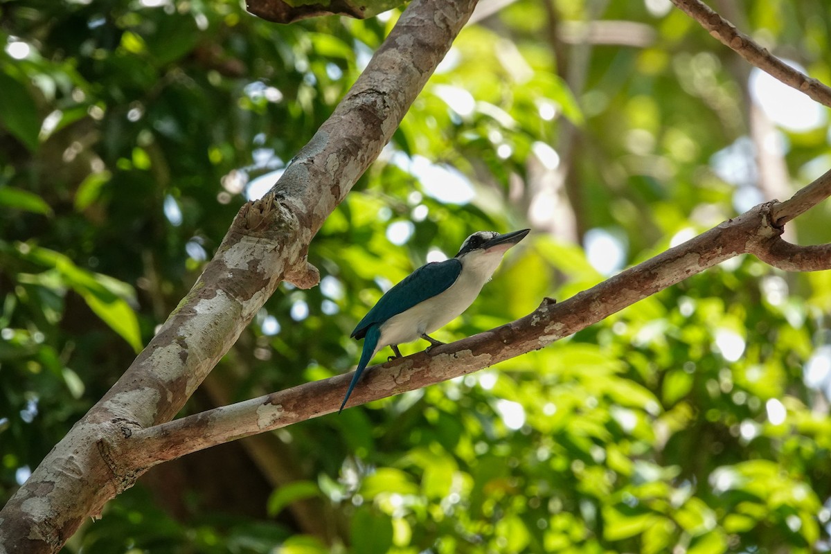 Beach Kingfisher - ML643536500