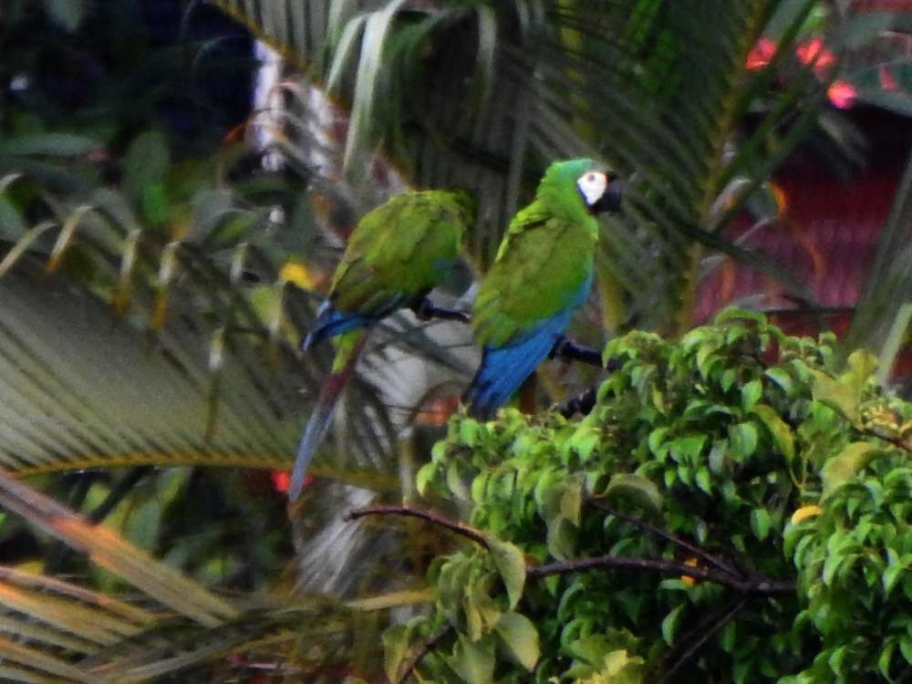 Chestnut-fronted Macaw - ML643536509